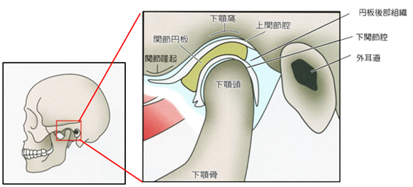 顎関節の正常な構造 