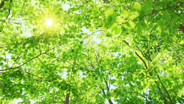 イメージ,木々からの陽光
